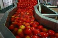 طرح توجیهی کارخانه رب گوجه فرنگی